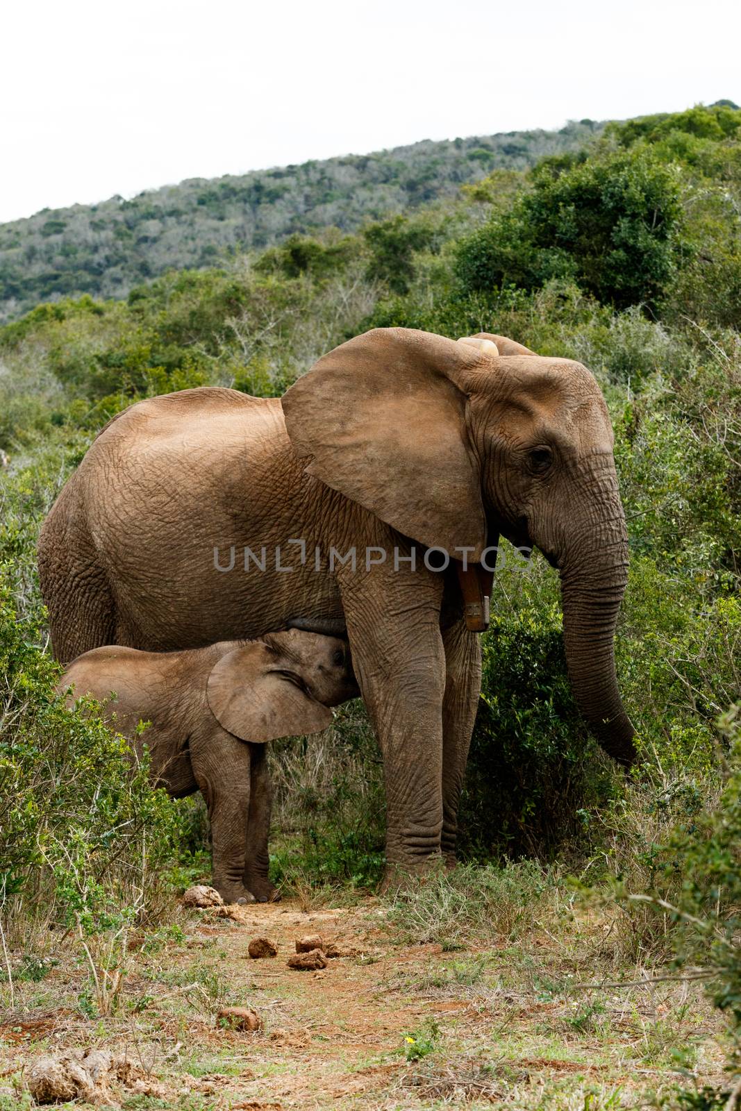 Mom And Baby - African Bush Elephant by markdescande
