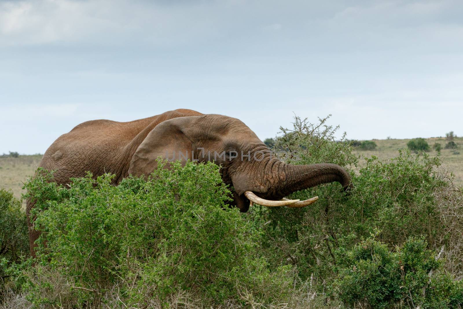Eating Time - The African bush elephant is the larger of the two species of African elephant. Both it and the African forest elephant have in the past been classified as a single species.