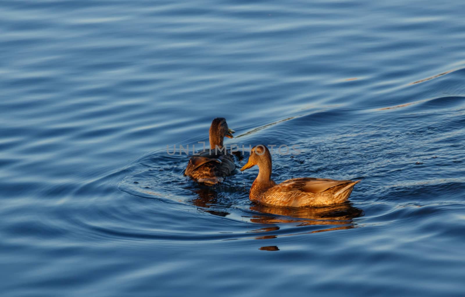 Young ducks slowly floating by the calm blue lake  by dpetrakov