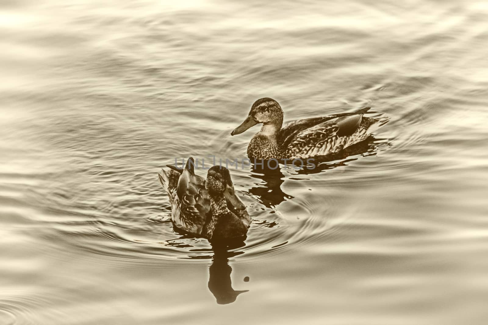 Young ducks slowly floating by the calm blue lake 