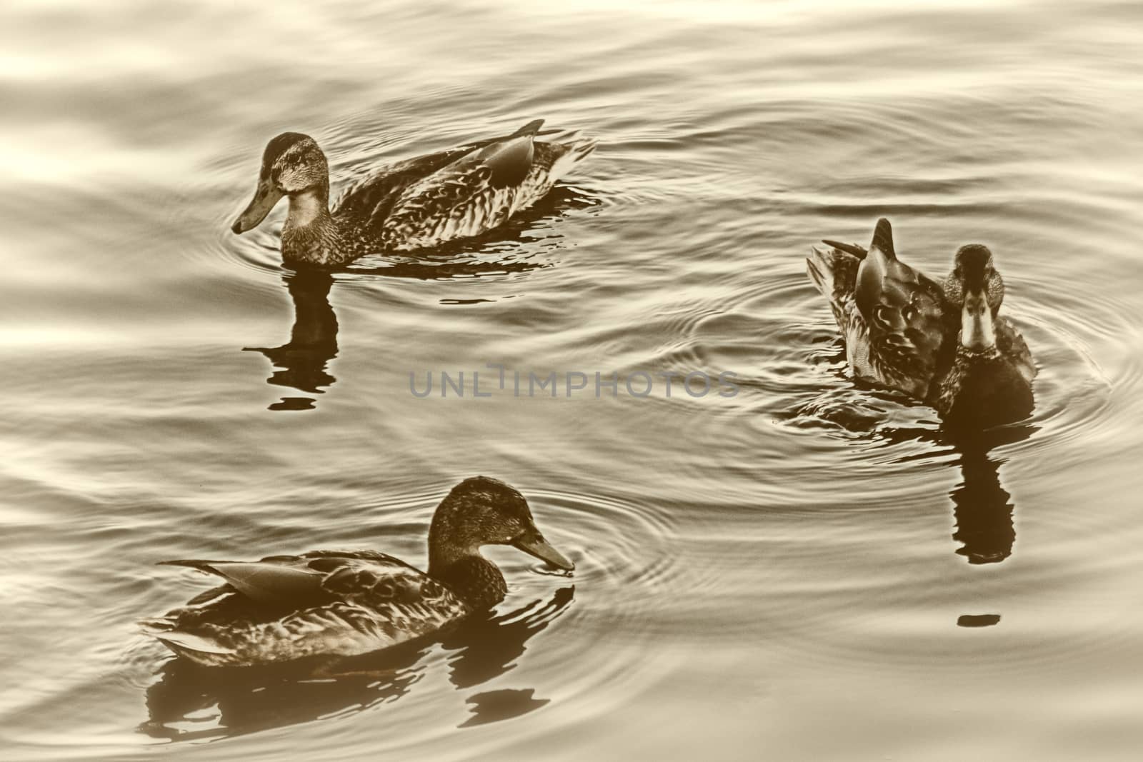Young ducks slowly floating by the calm blue lake 