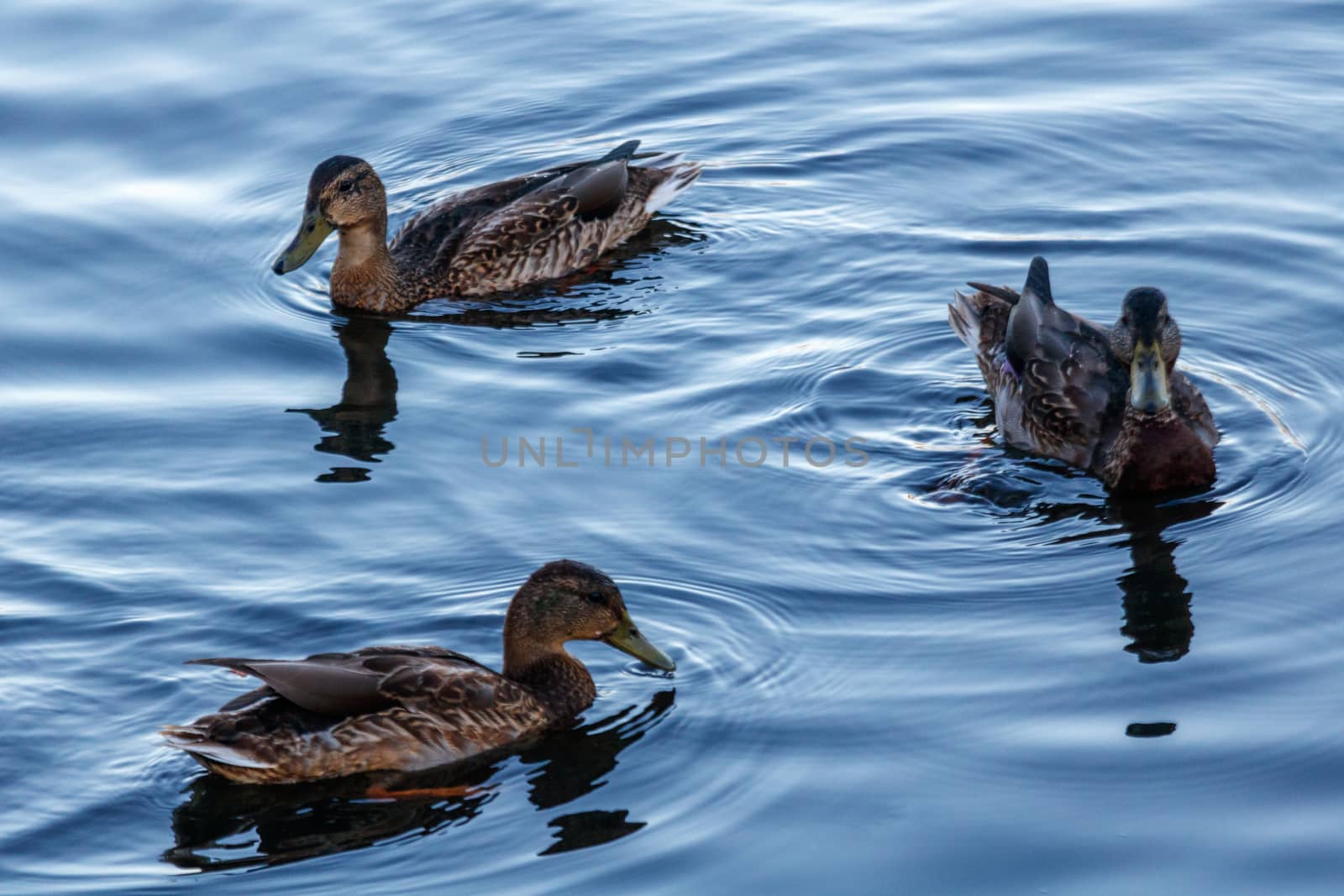 Young ducks slowly floating by the calm blue lake  by dpetrakov