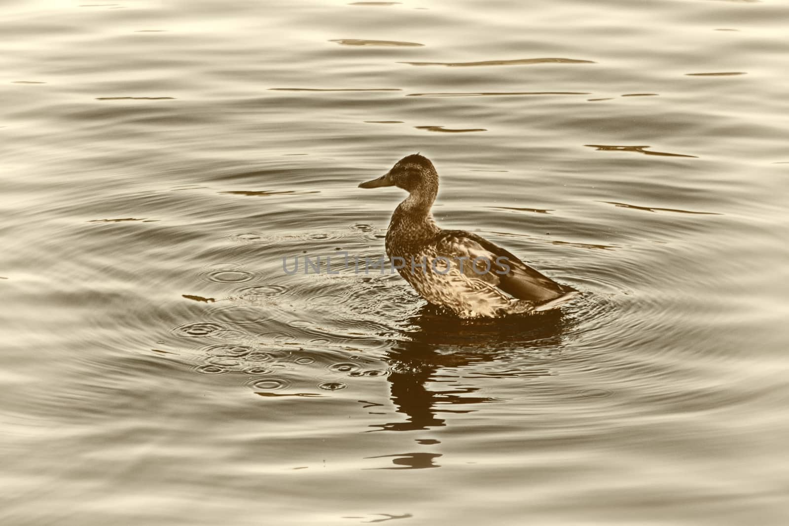Young duck slowly floating by the calm blue lake  by dpetrakov