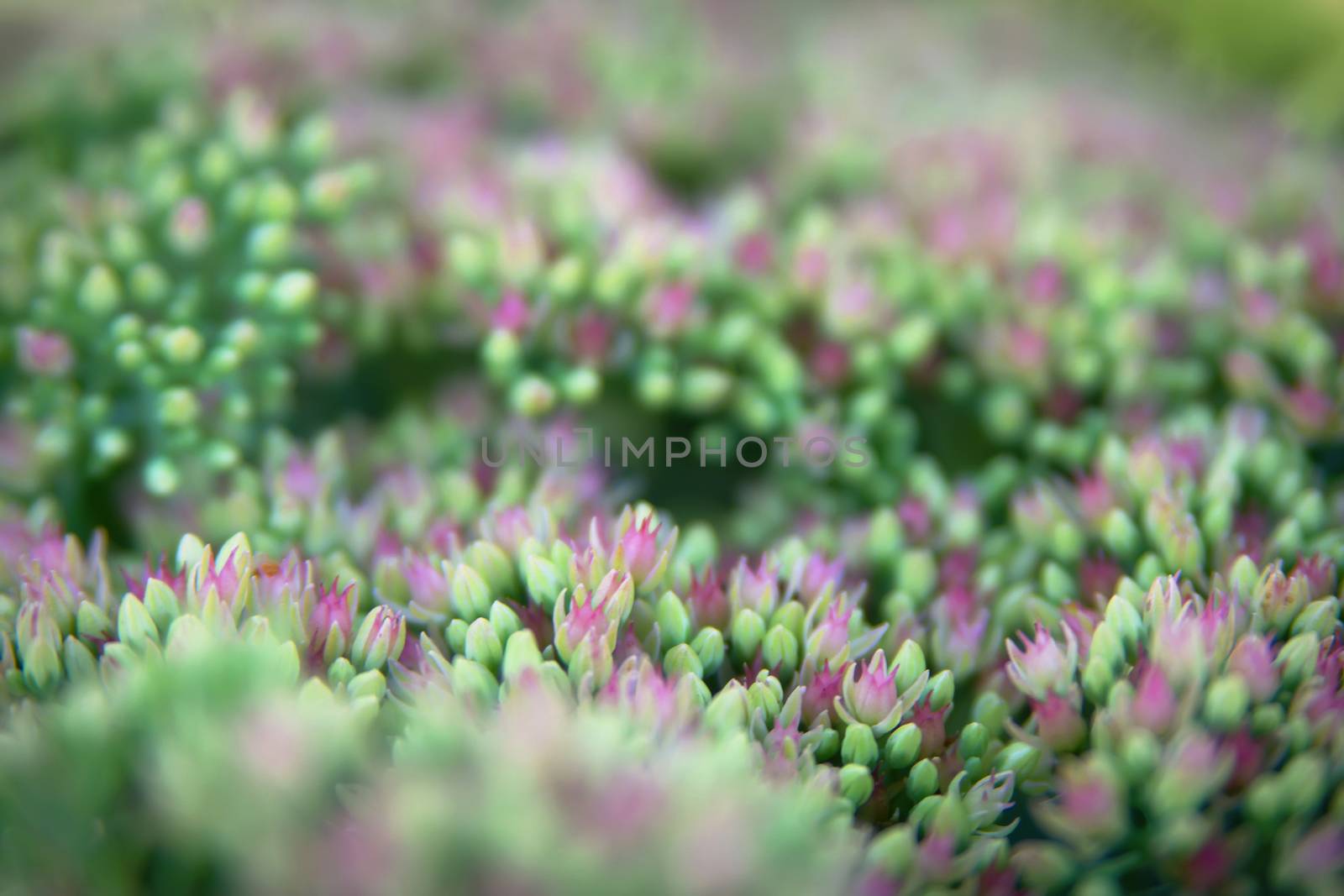 Sedum spectabile Iceberg plant by mowgli