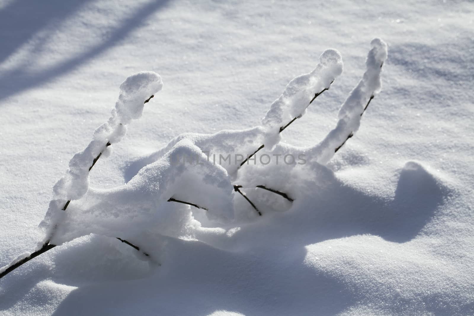 Branch of a small plant covered with snow 
