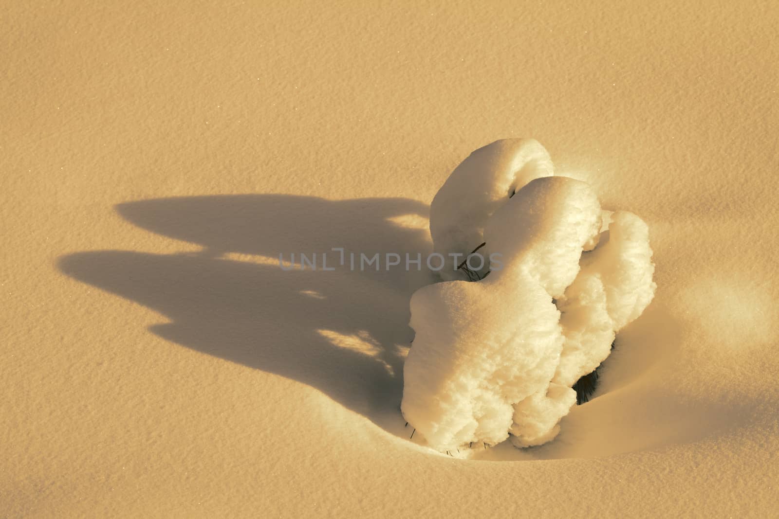 Branch of a small fir-tree covered with snow 