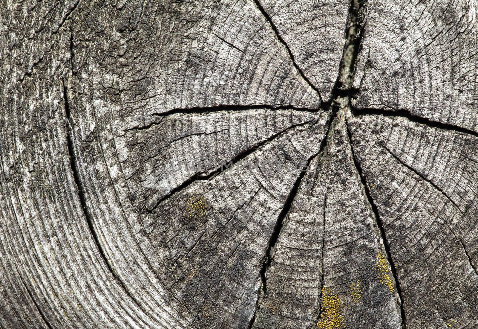 Closeup of old cracked wood for texture or background