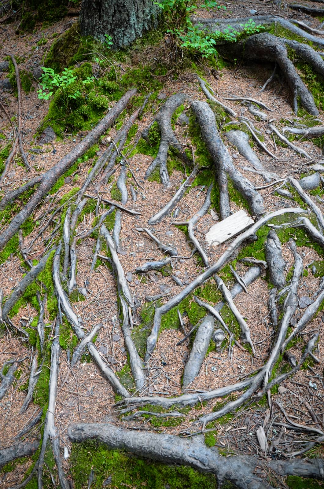 tree roots and moss on the ground in the Carpathian mountains