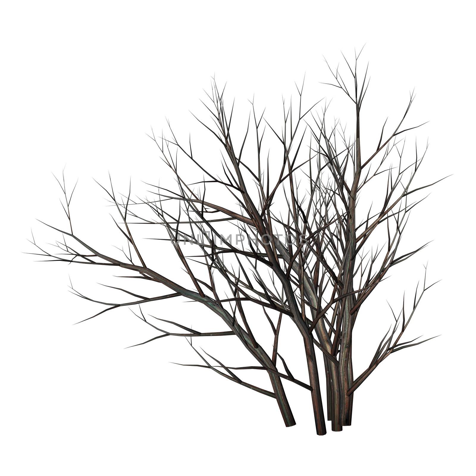 Dead tree bush by night - 3D render by Elenaphotos21