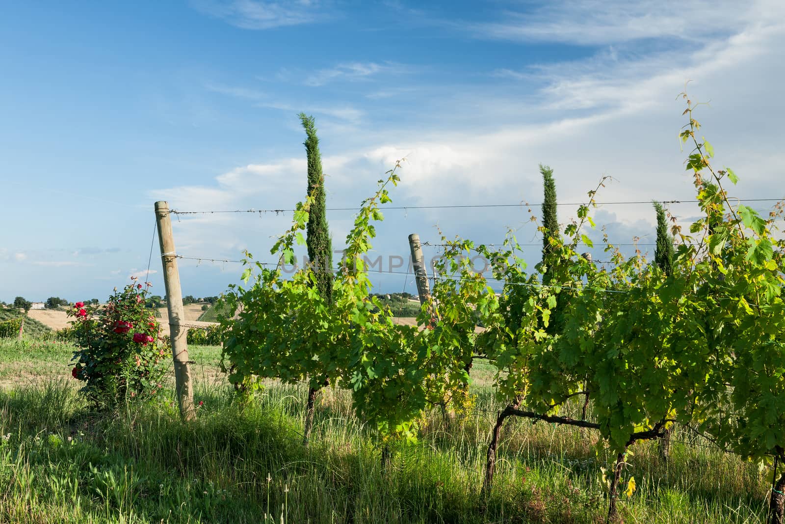 Grapevines in the vineyard against a blue sky
