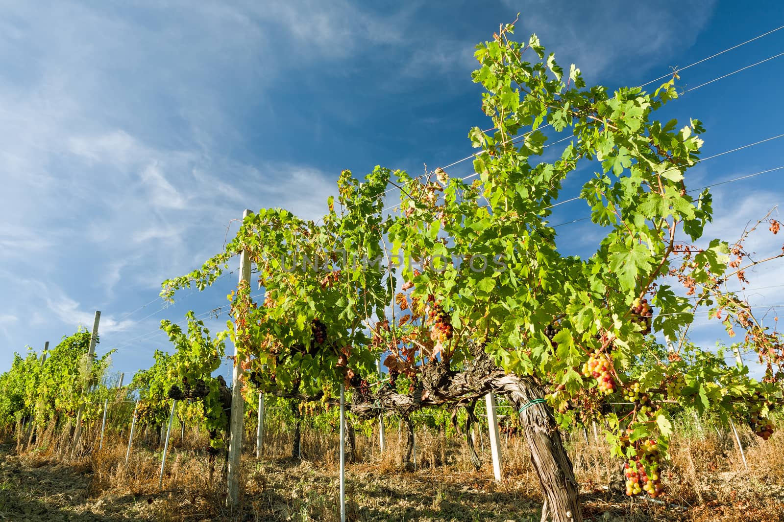 Colored grapes in the vineyard against a blue sky