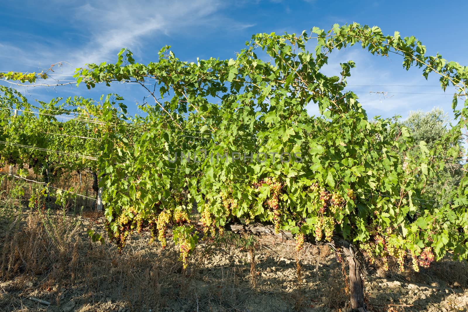 Colored grapes in the vineyard in a sunny day against a blue sky