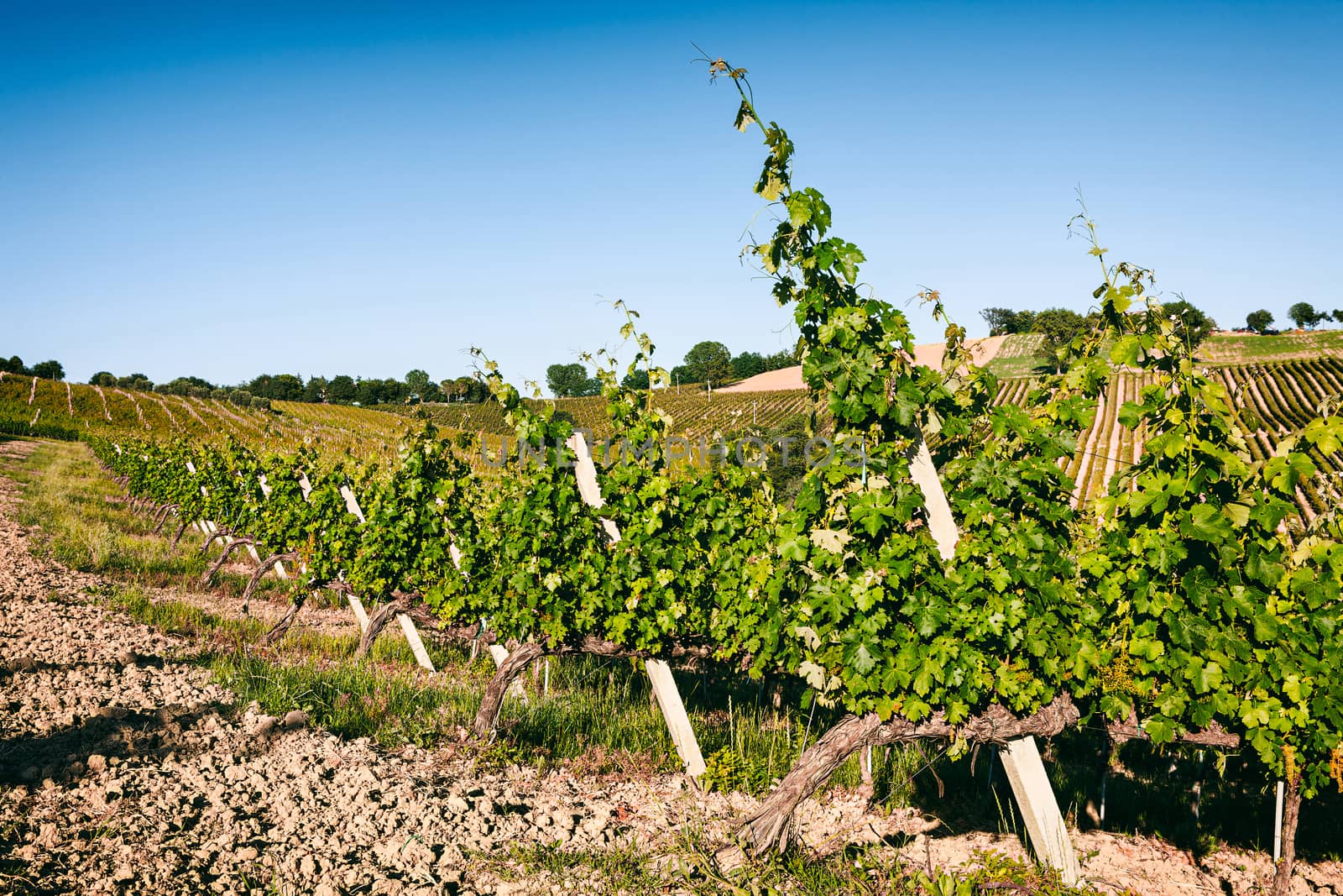 Vineyard fields against a blue sky