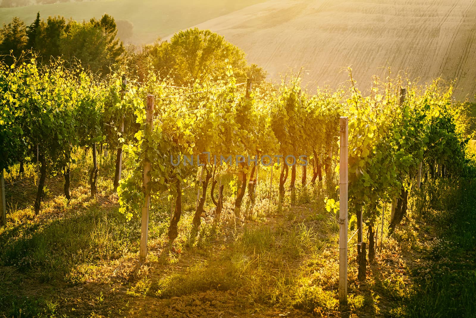 Vineyard rows at sunset
