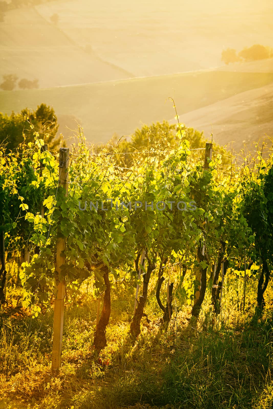 Vineyard rows in backlight at sunset