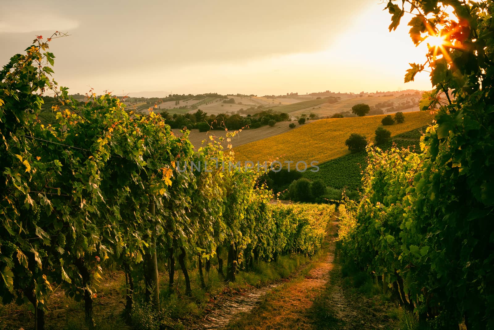 Vineyard fields at sunset