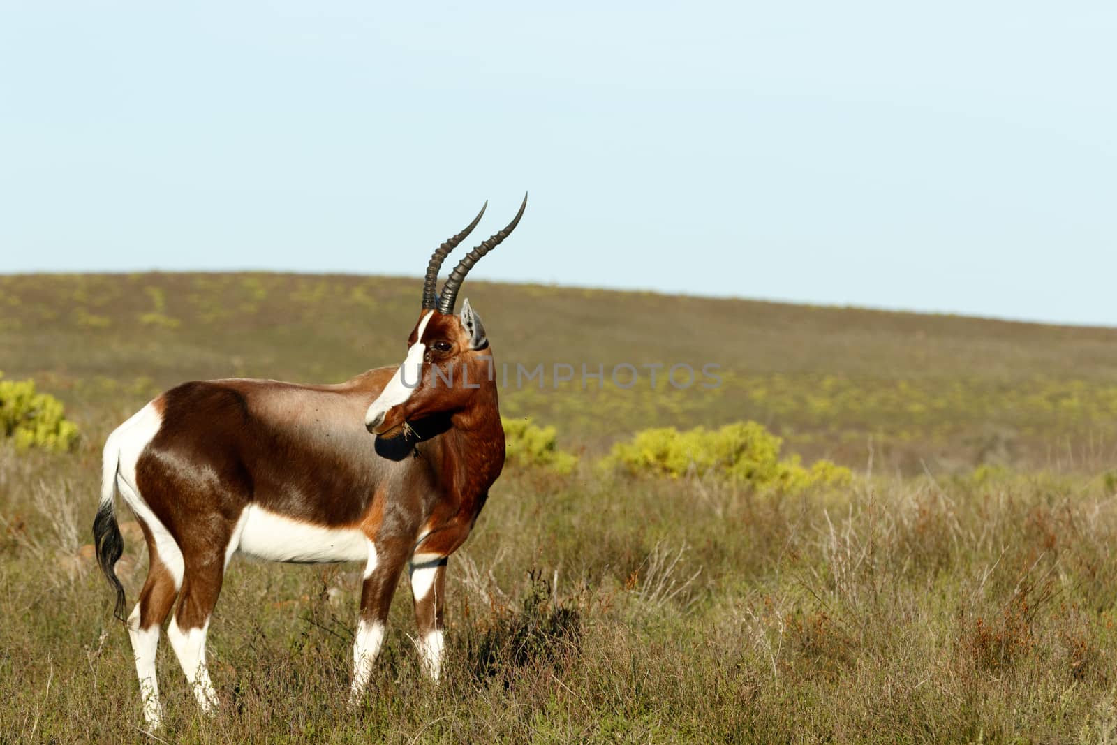 Just eating Grass The Bontebok - The Bontebok is a medium-sized, generally dark brown antelope with a prominent, wide white blaze on its face, with a pure white rump, belly and hocks, and black-tipped tail. Both sexes have horns, although the horns of rams are heavier and longer than those of ewes.