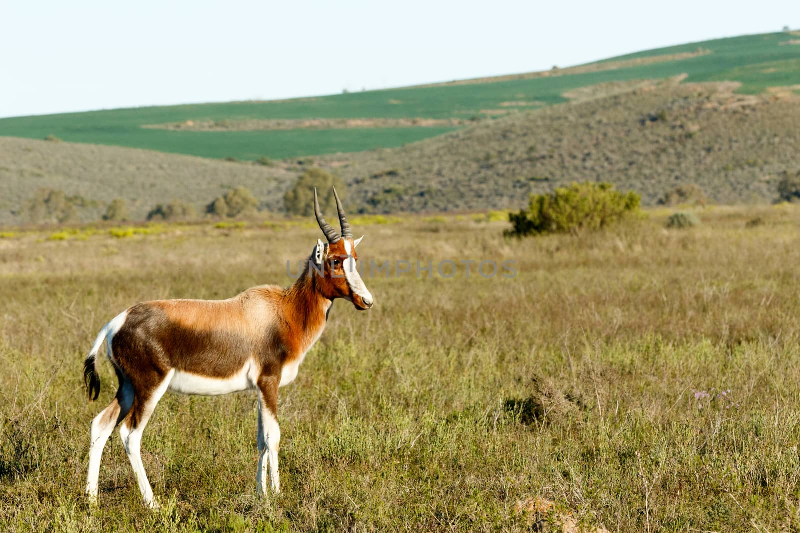 Baby Bontebok - The Bontebok is a medium-sized, generally dark brown antelope with a prominent, wide white blaze on its face, with a pure white rump, belly and hocks, and black-tipped tail. Both sexes have horns, although the horns of rams are heavier and longer than those of ewes.