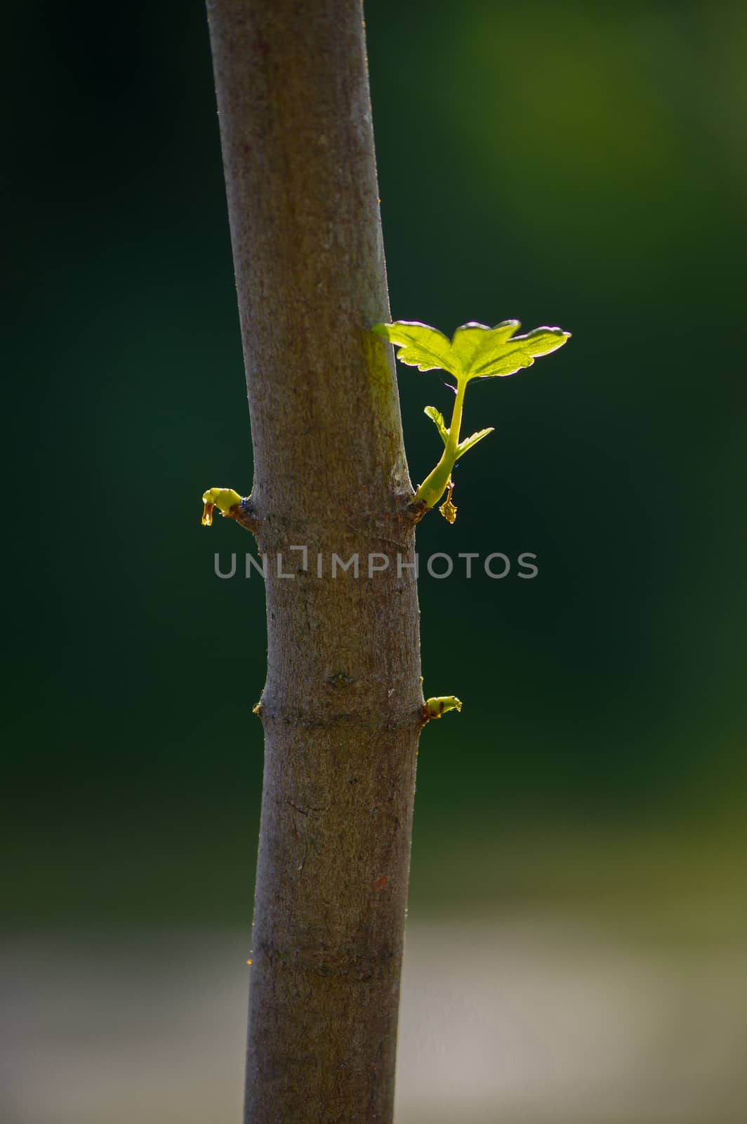 close up branch with young leaves on a tree trunk by evolutionnow