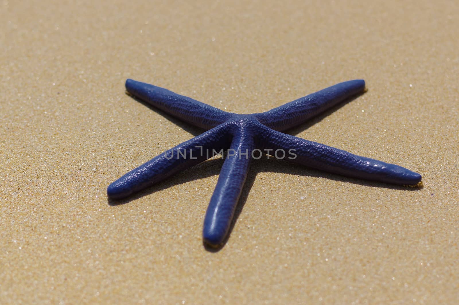 Blue starfish on the white sand  sunny day by evolutionnow