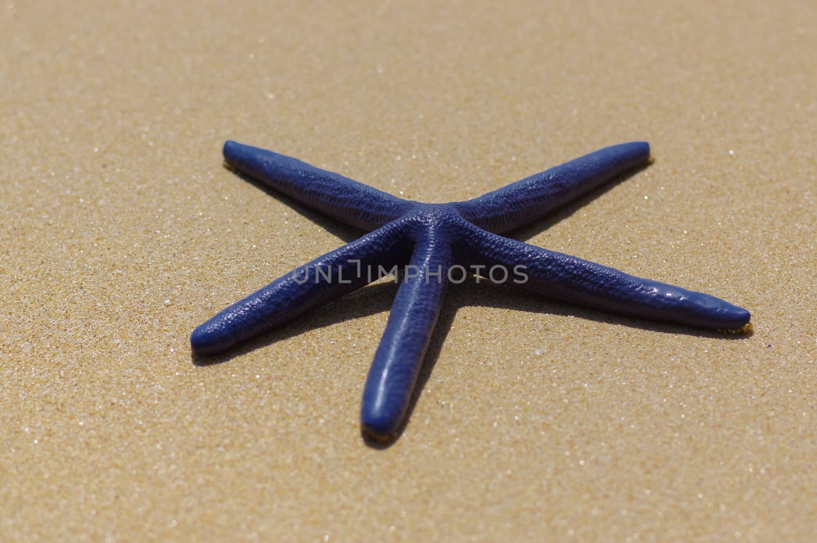 Blue starfish on the white sand in Thailand