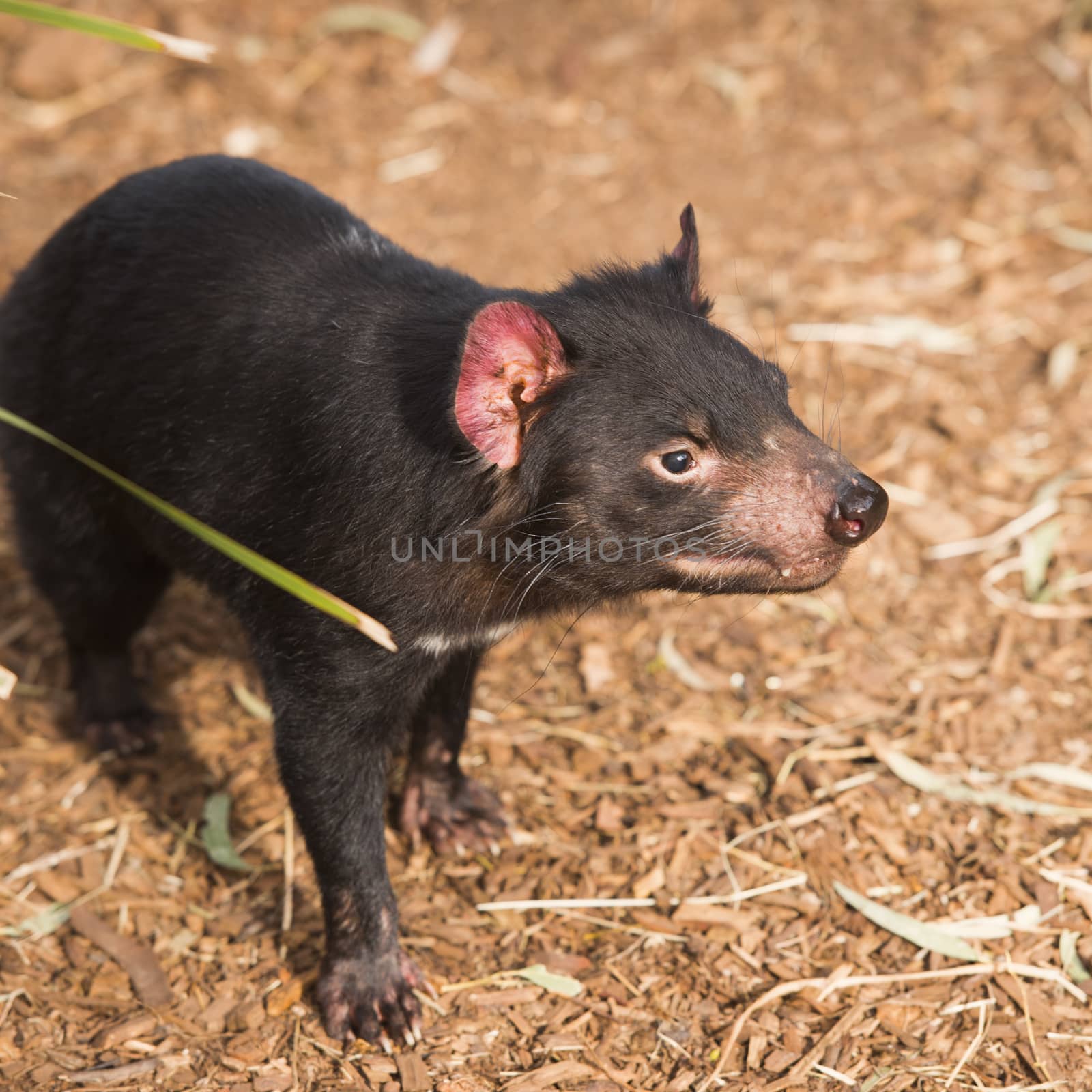 Tasmanian Devil in Hobart, Tasmania during the day.