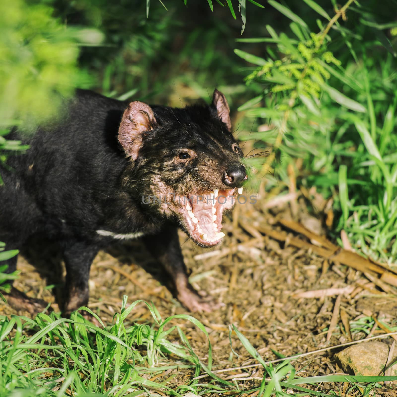 Tasmanian Devil in Hobart, Tasmania during the day.