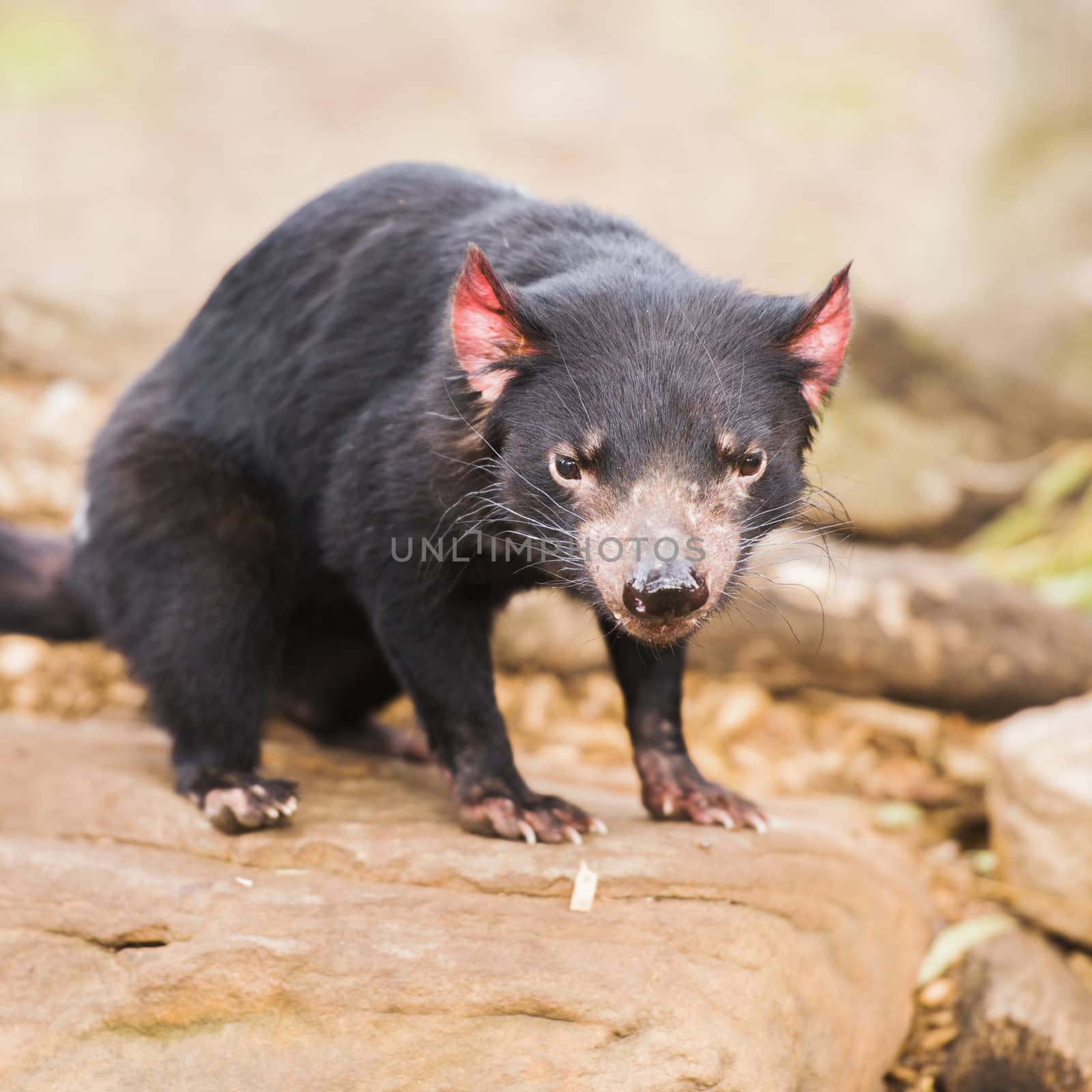 Tasmanian Devil in Hobart, Tasmania during the day.