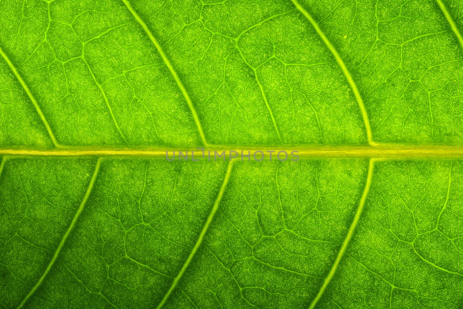 Close up of a green leaf background