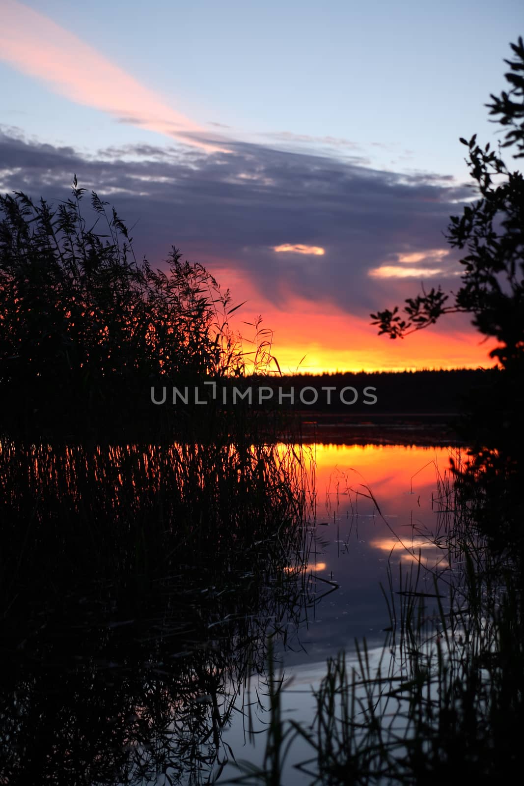 Summer landscape. Nice lake in forest with sedge at sunset