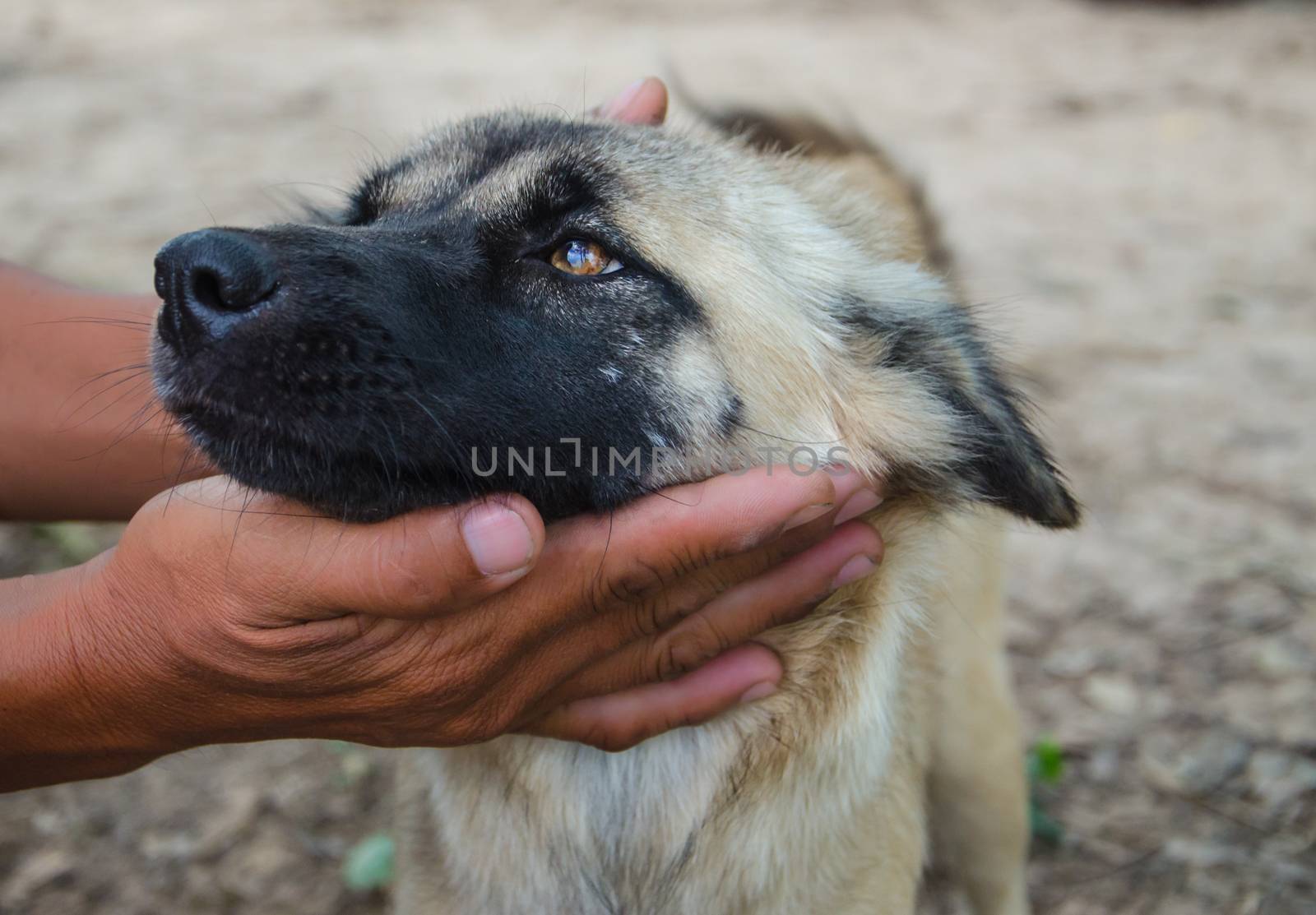 Thai dog (primitive dog) on surface