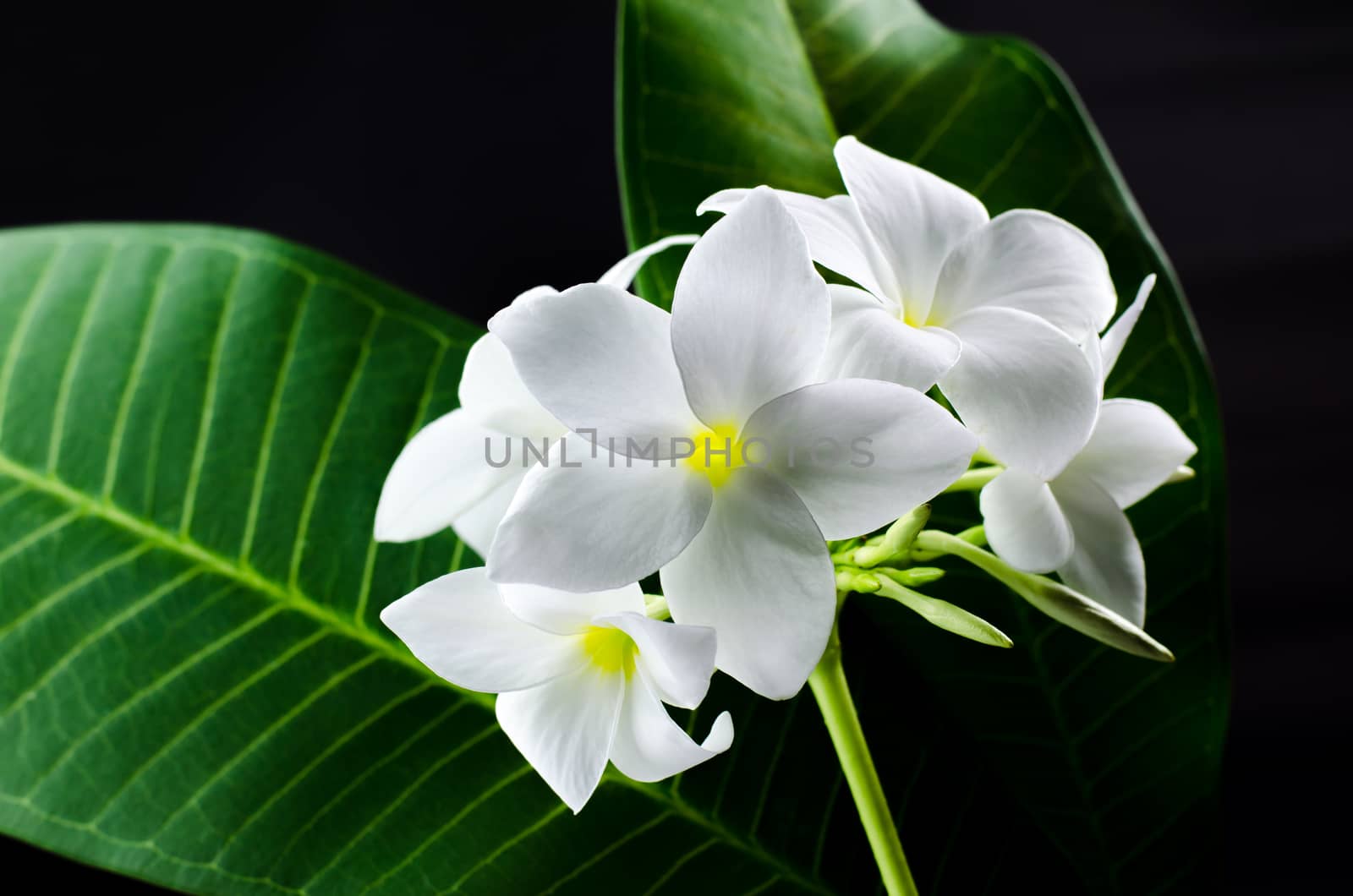  plumeria, nature, pretty aroma, aromatherapy, beautiful, beauty by metal22