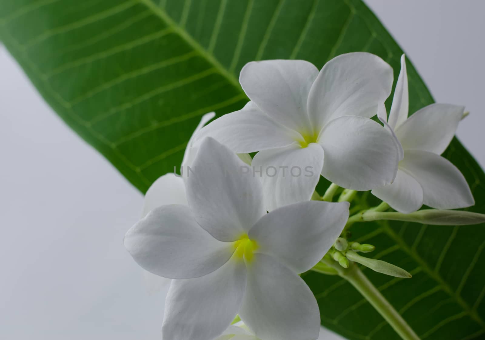  plumeria, nature, pretty aroma, aromatherapy, beautiful, beauty by metal22