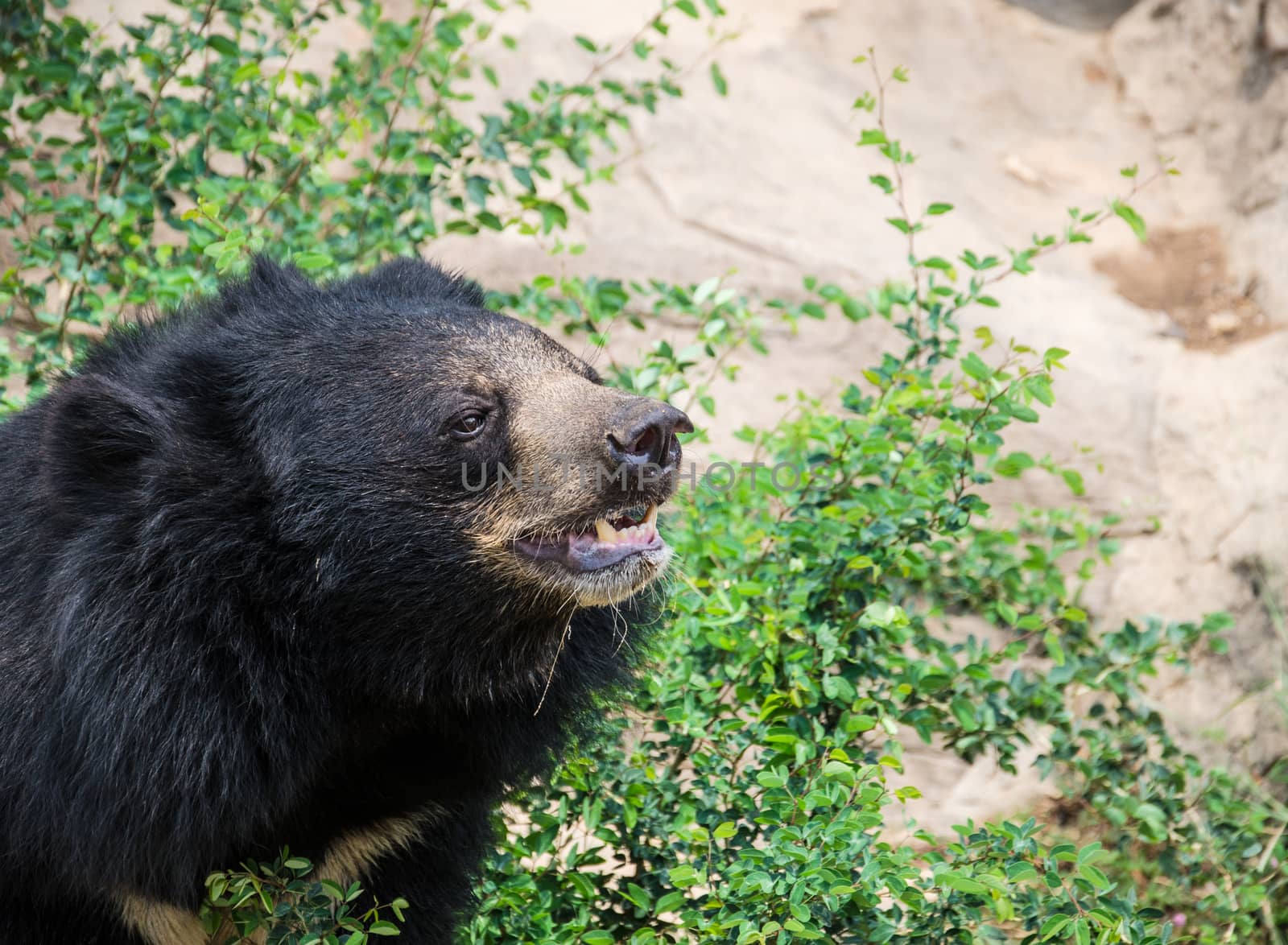 Asiatic black bear