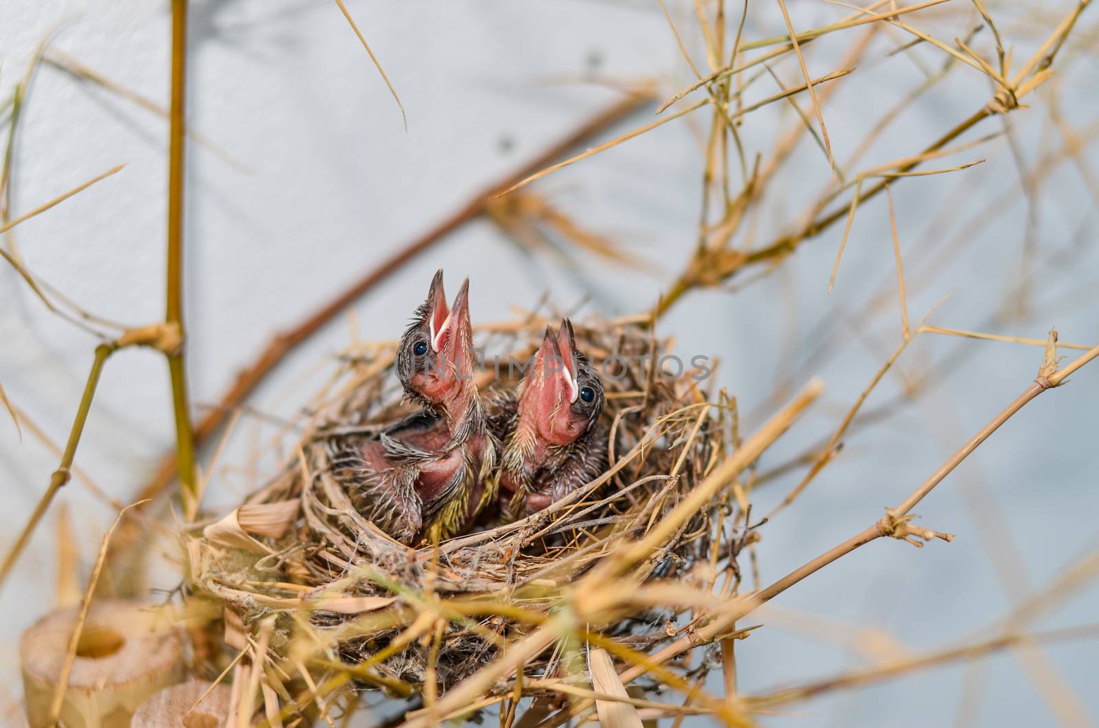 Babies Streak-eared Bulbul Birds on nest thai by metal22