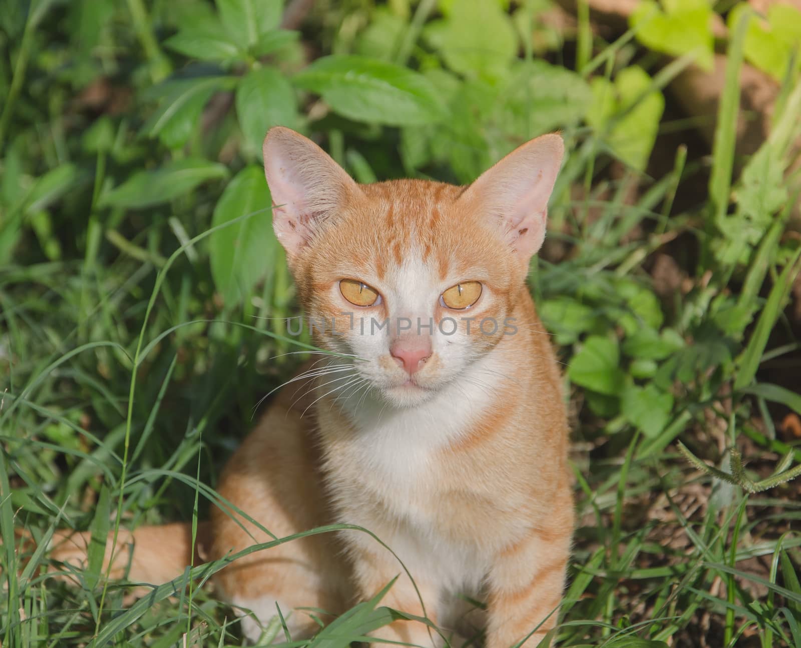 cat with big yellow eyes on the lawn