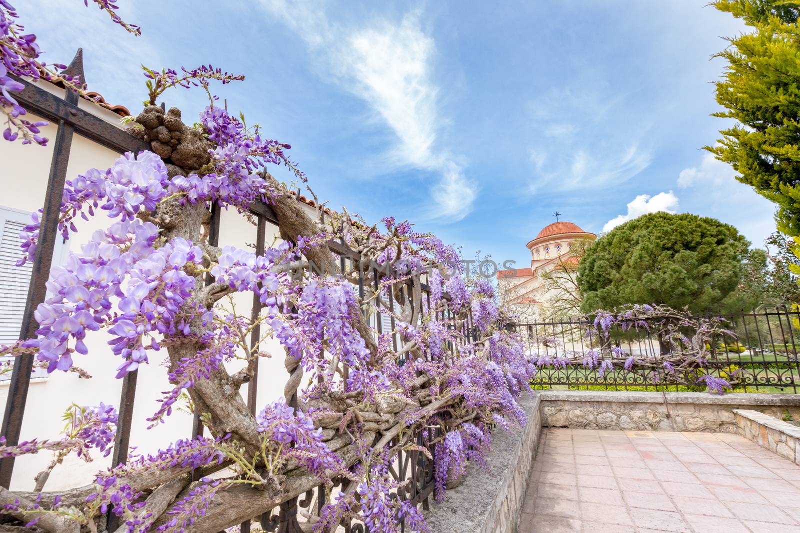 Blooming blue Wisteria sinensis on fence in Greece by BenSchonewille