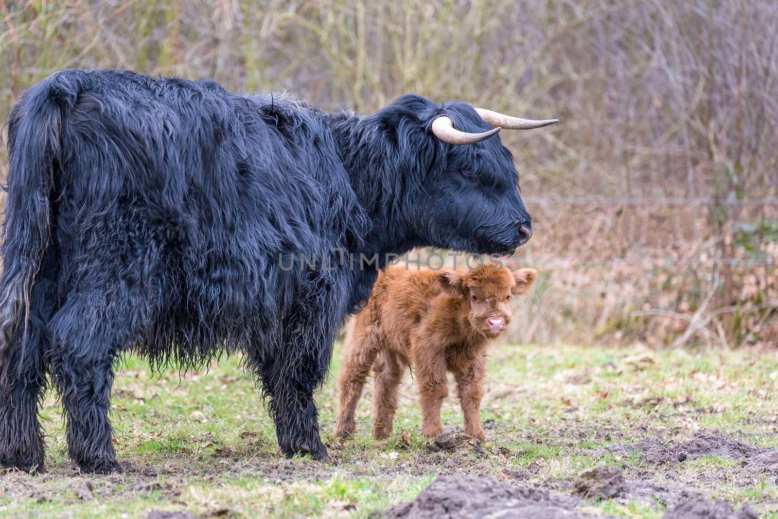 Black Scottish highlander mother cow with newborn brown calf in spring season