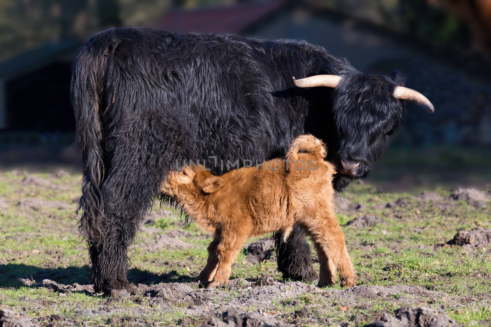 Black Scottish highlander mother cow with drinking newborn calf by BenSchonewille