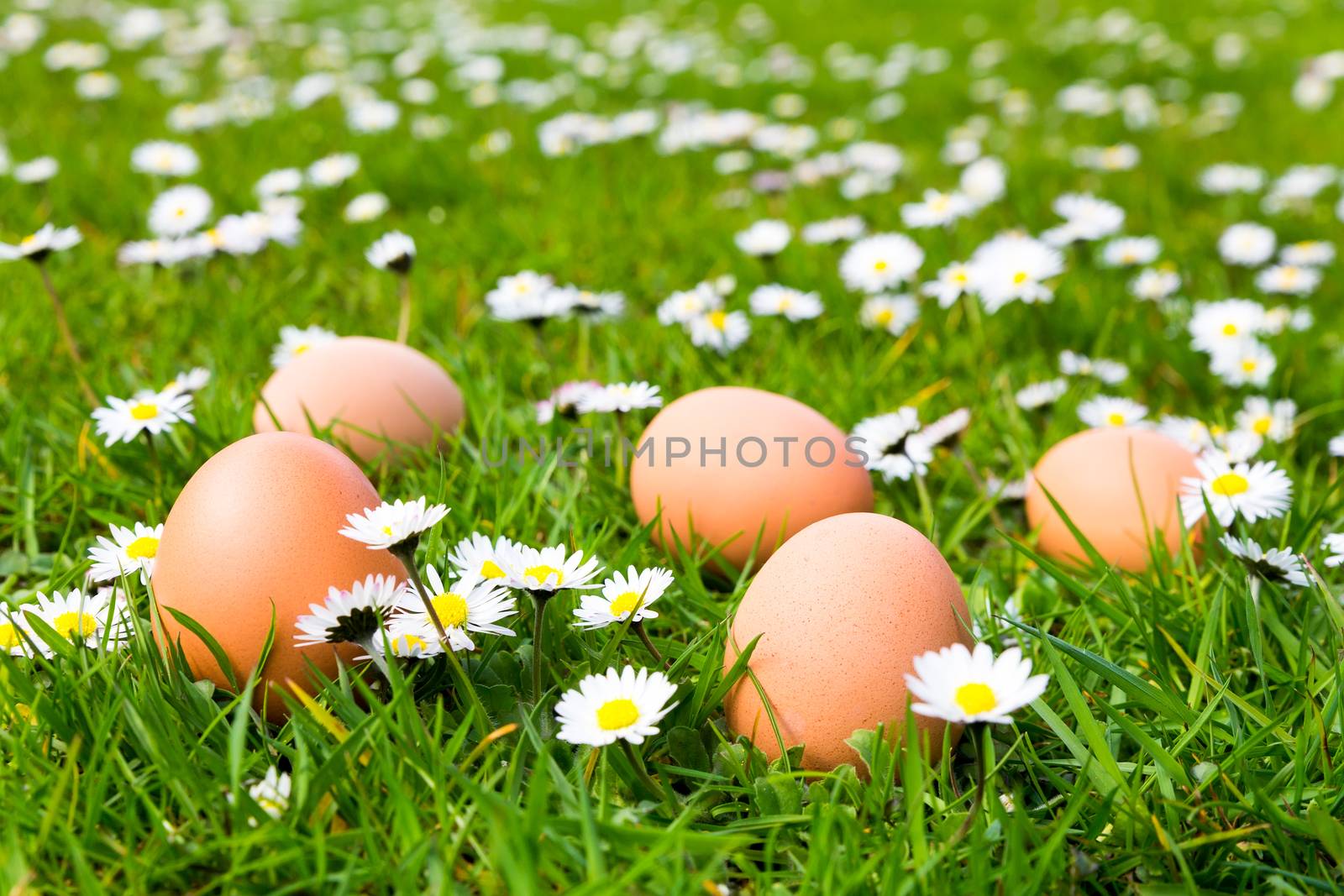 Chicken eggs in green meadow with blooming daisies in spring time