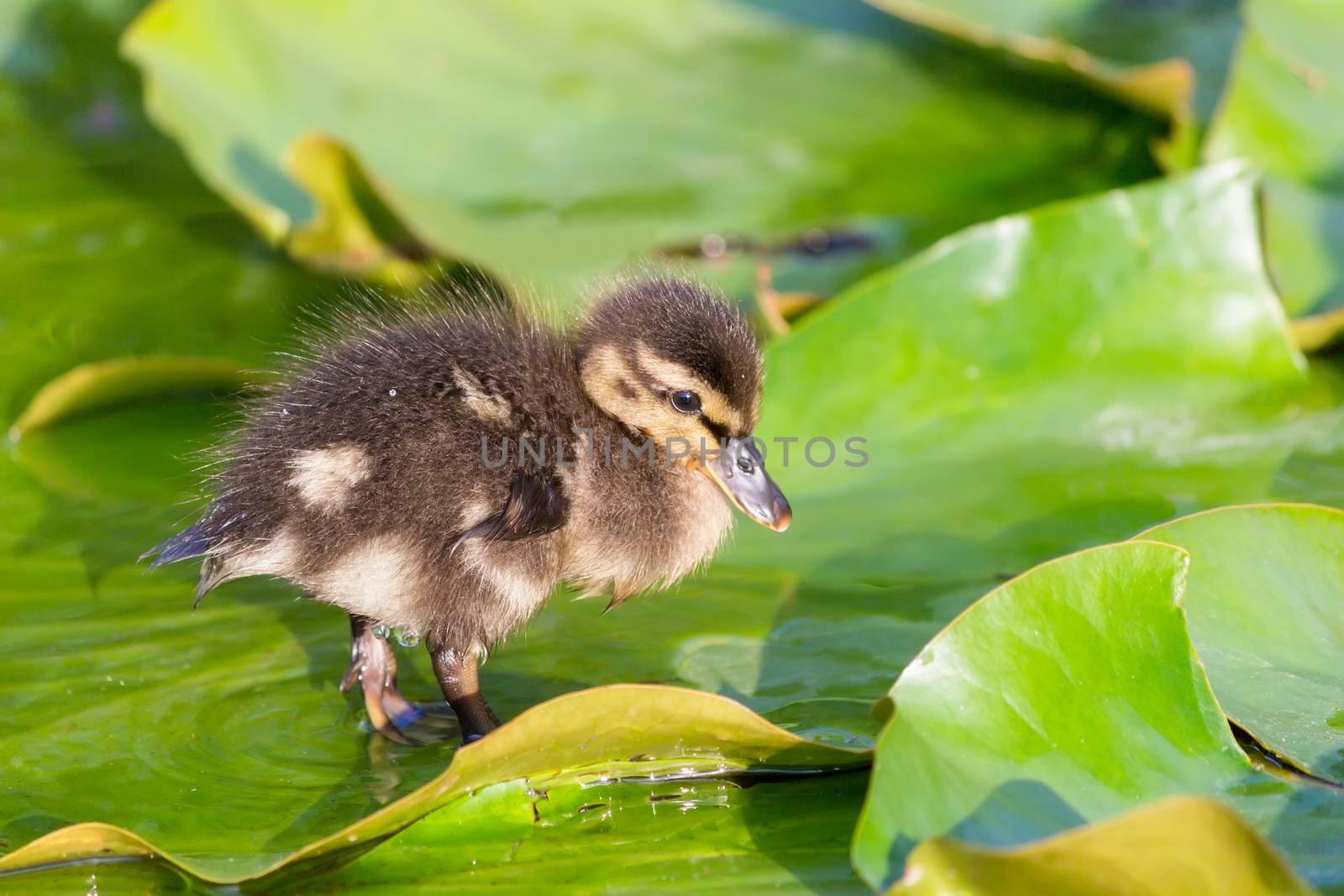 Brown duckling walking on water lily leaves by BenSchonewille