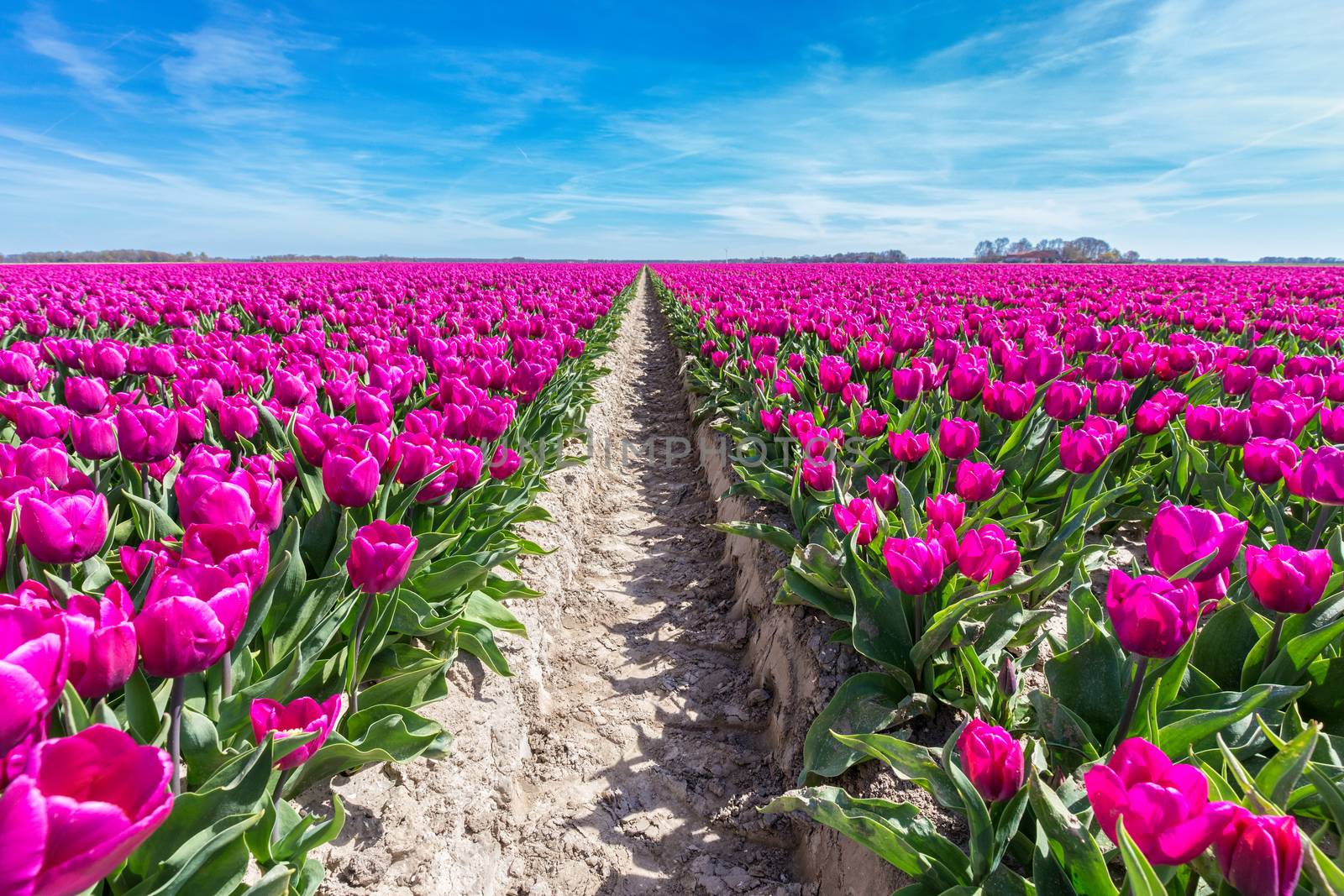 Flowers field with purple tulips and path by BenSchonewille
