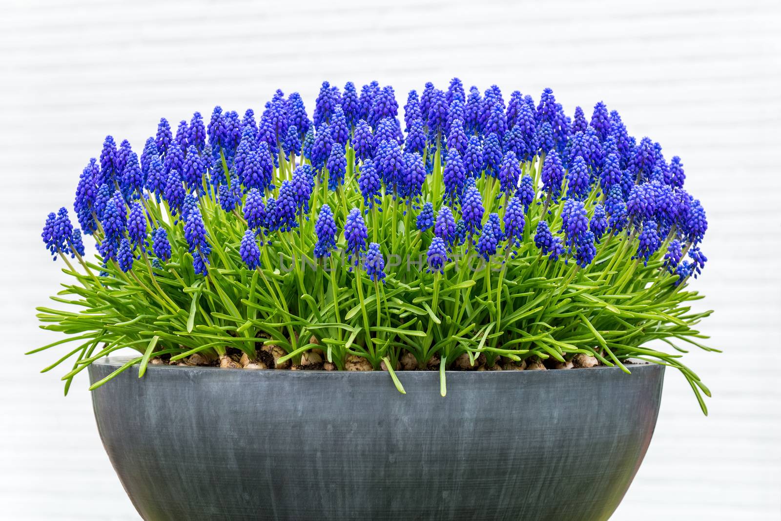 Grey metal flower box with blue grape hyacinthsf