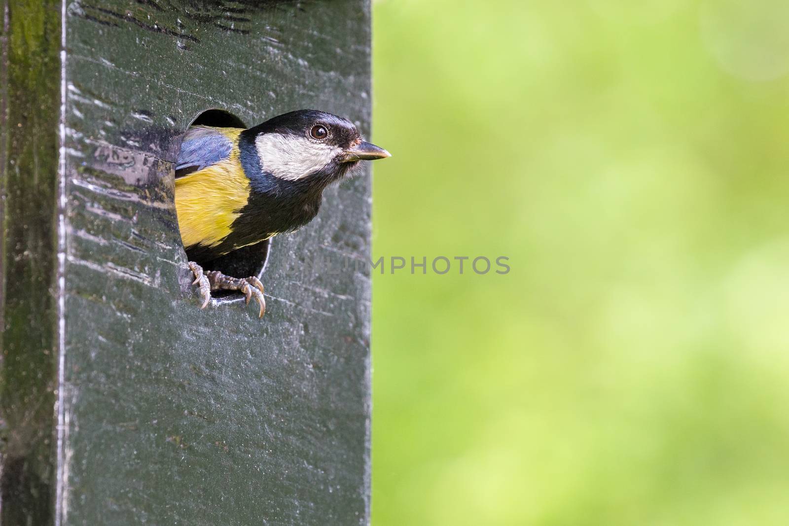 Great tit parent in hole of nest box by BenSchonewille