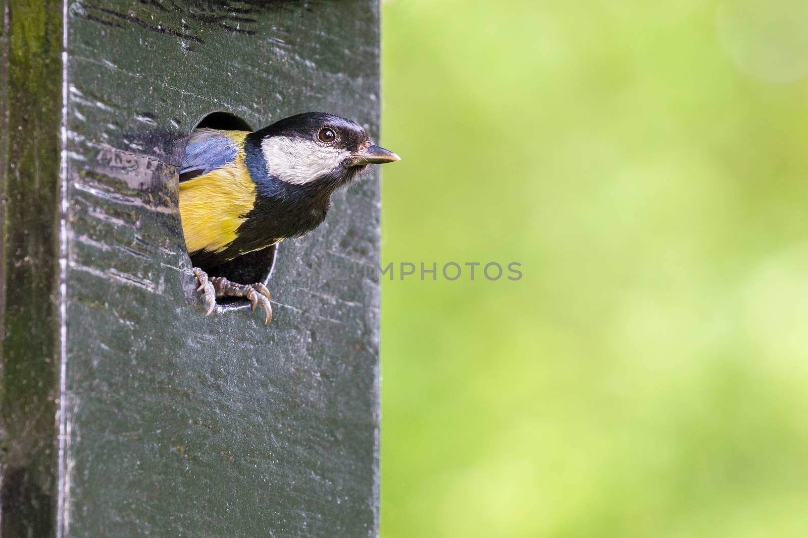 Great tit parent leaving nest box in spring season