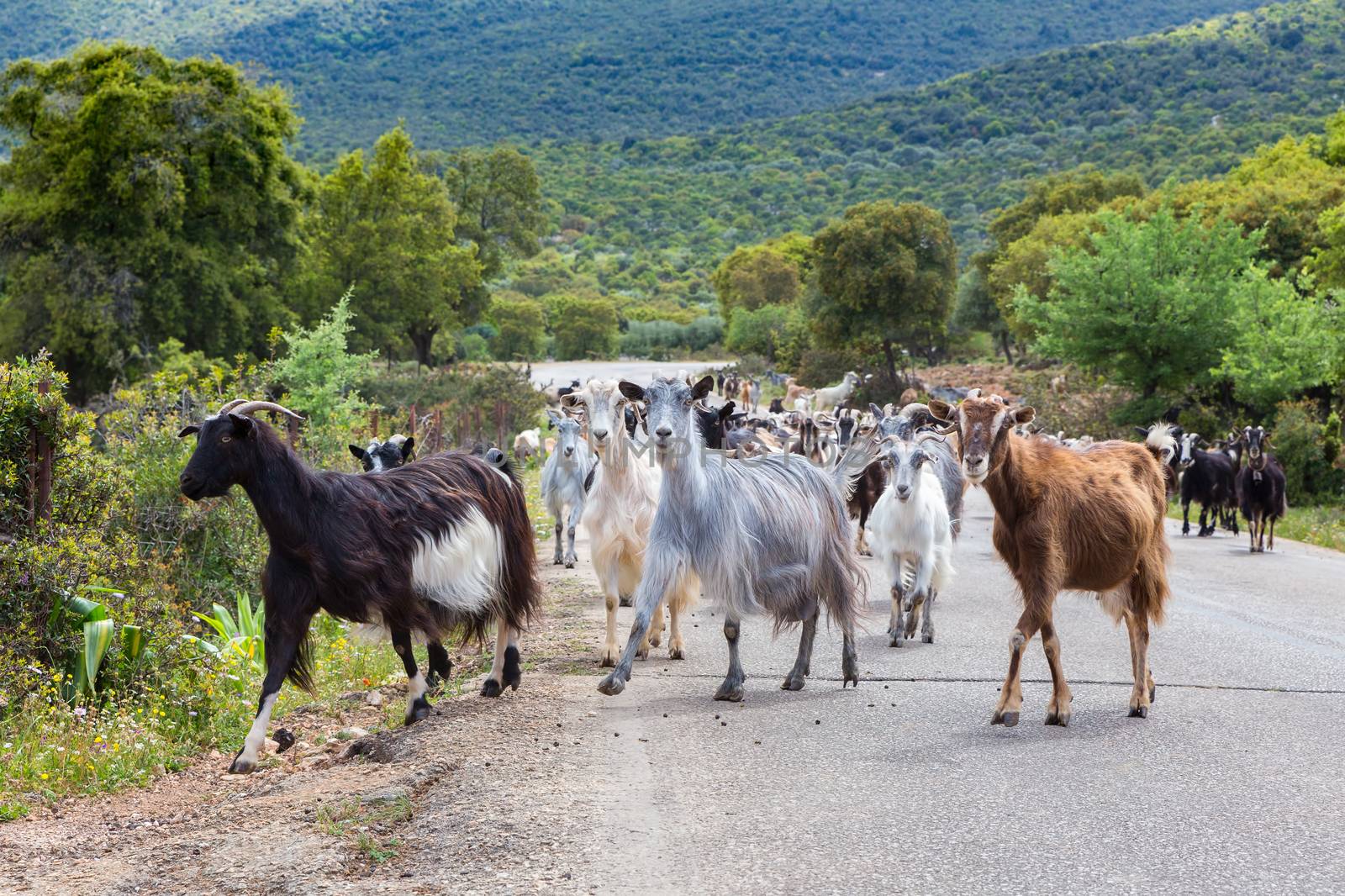 Herd of mountain goats walking on road in Greece