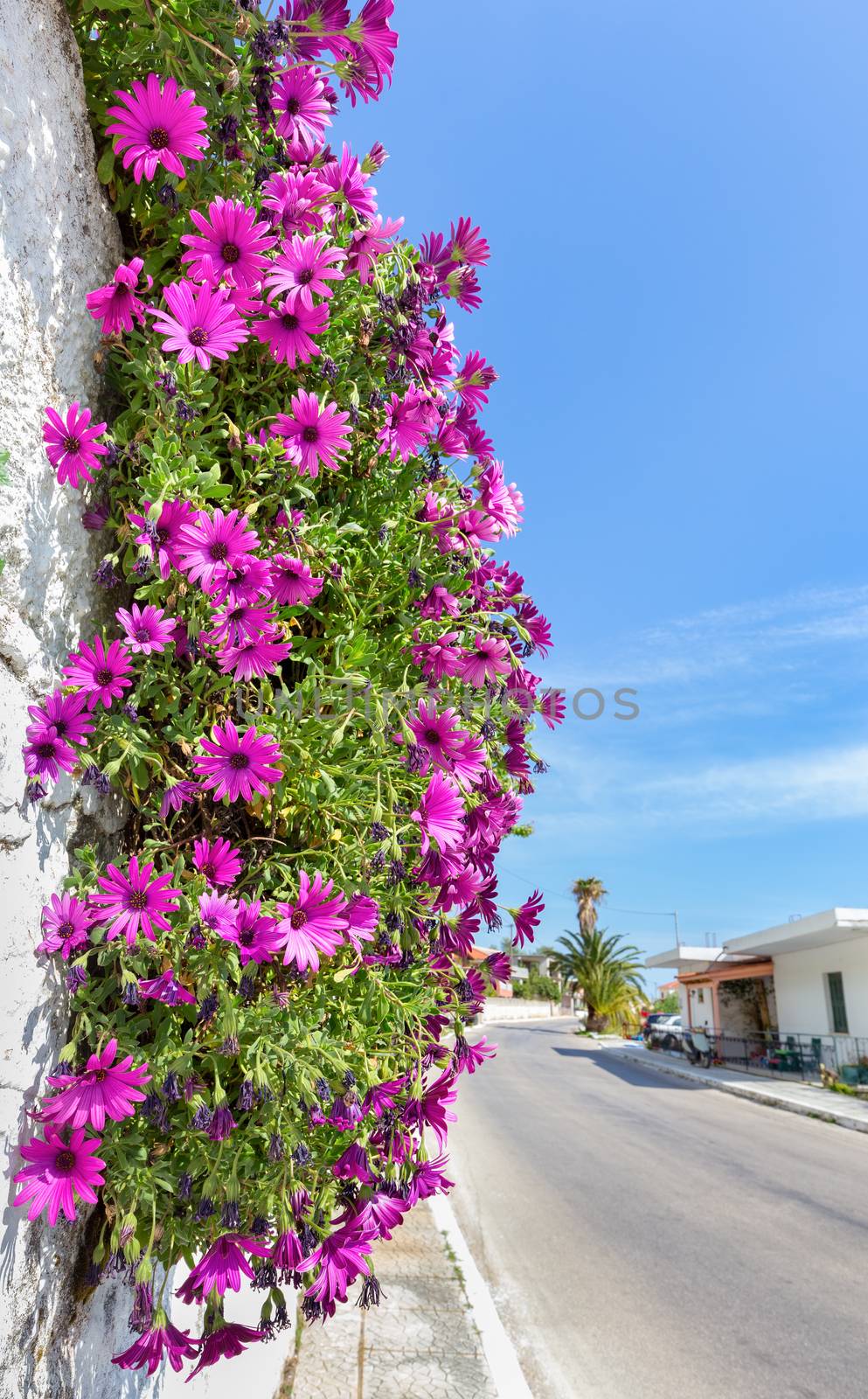 Hanging pink spanish daisies on wall near street by BenSchonewille