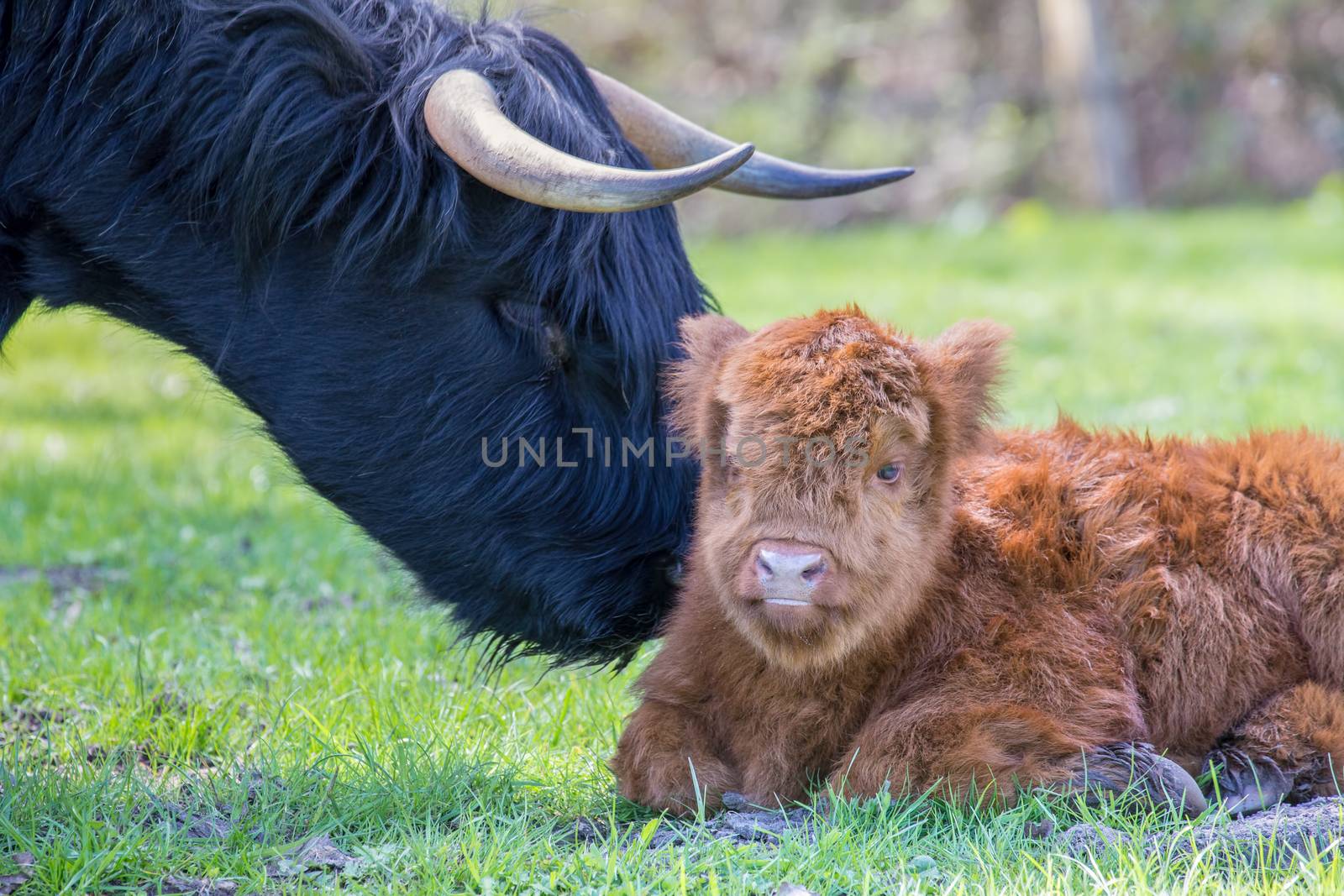 Newborn scottish highlander calf with mother cow by BenSchonewille