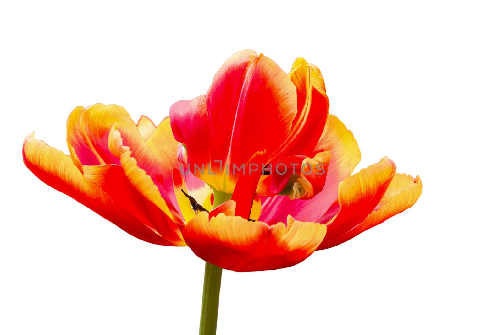 One red with yellow tulip flower isolated on white background