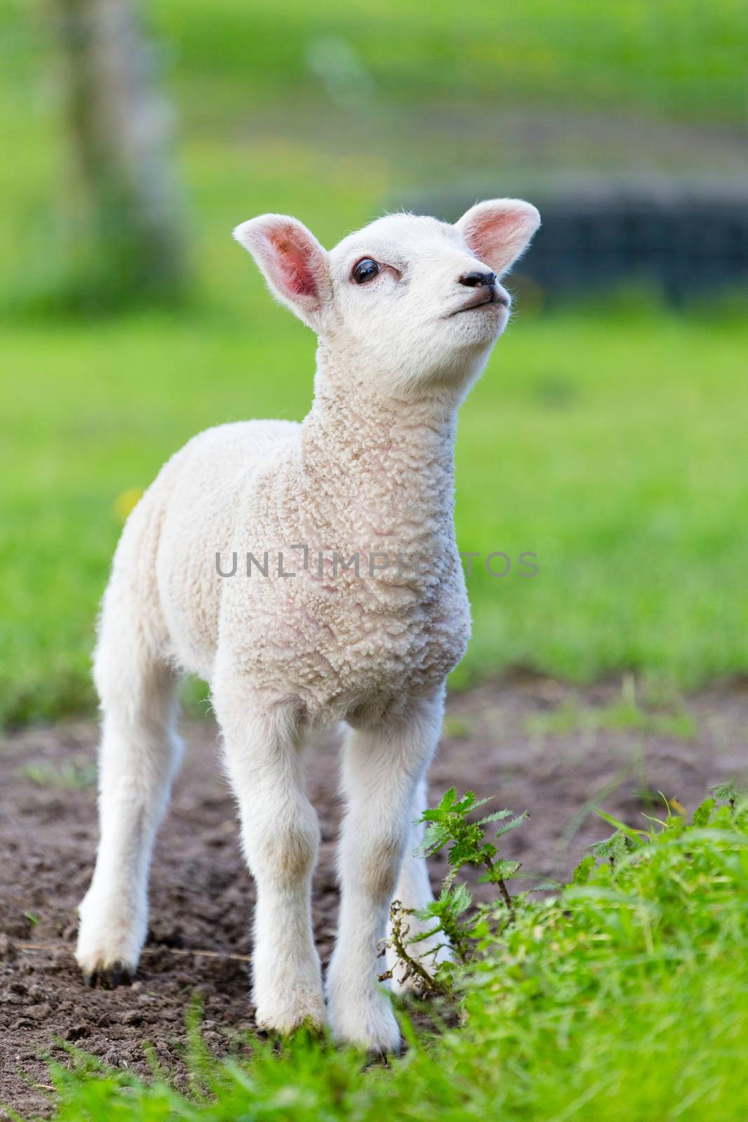 One white newborn lamb standing in green grass by BenSchonewille